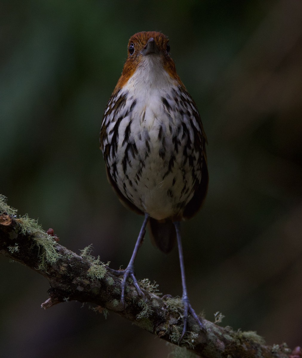 Chestnut-crowned Antpitta - ML617071073