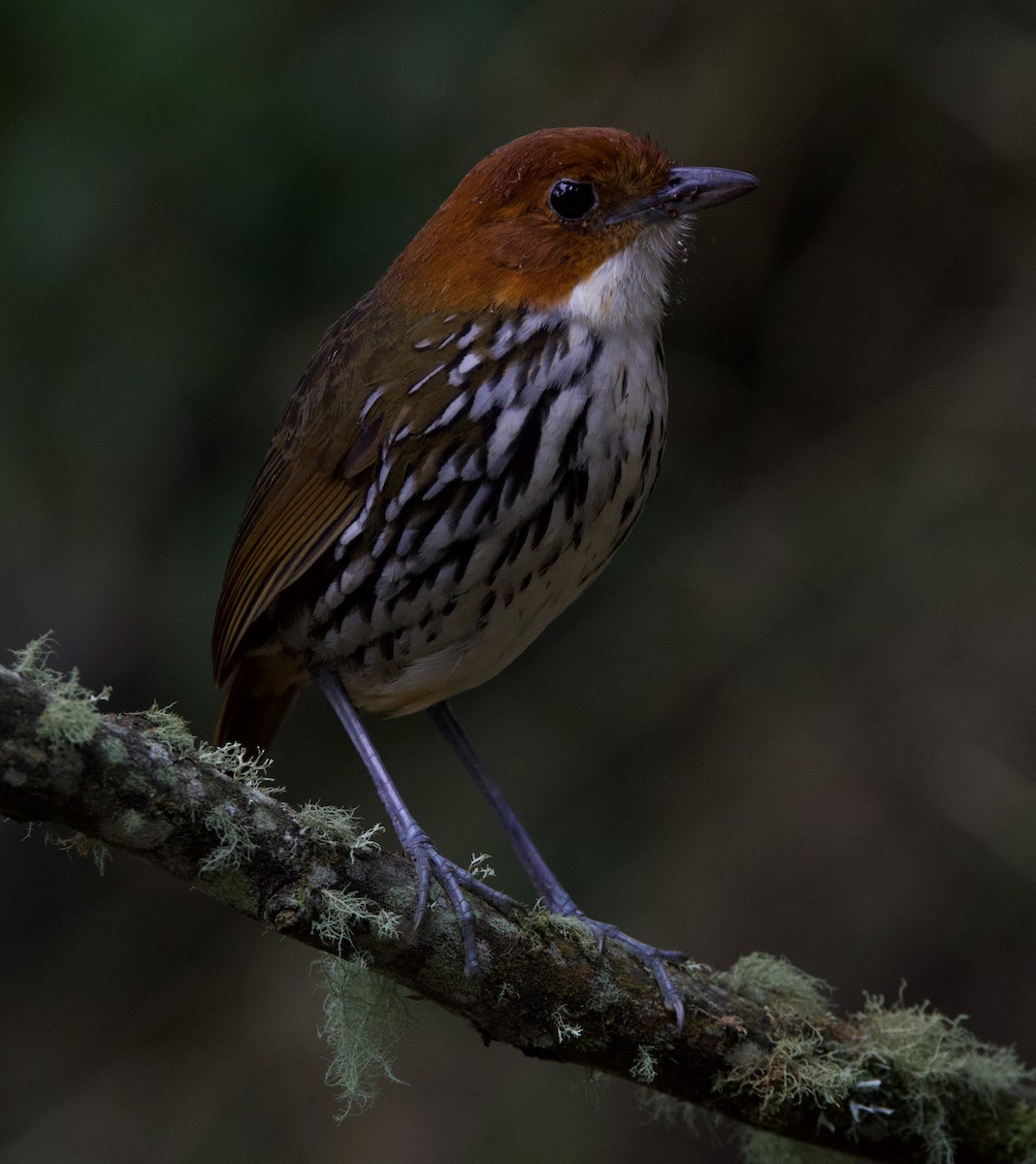 Chestnut-crowned Antpitta - ML617071074