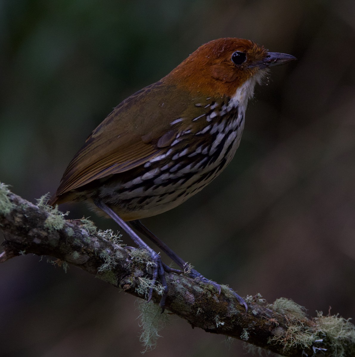 Chestnut-crowned Antpitta - ML617071075