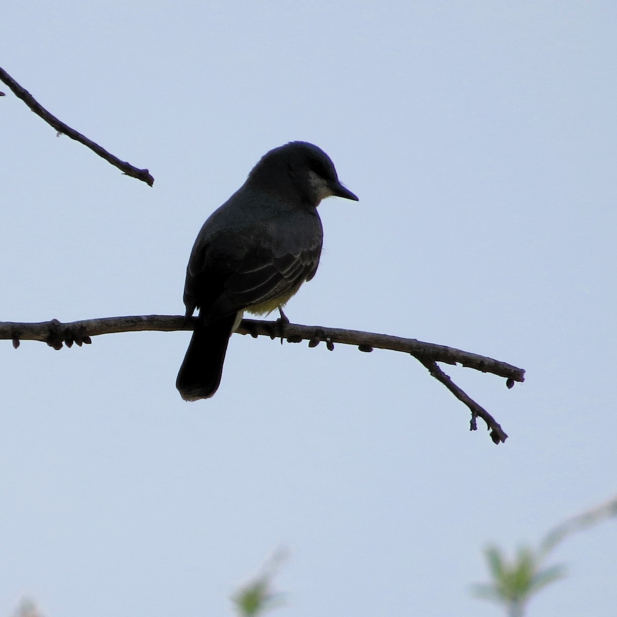 Cassin's Kingbird - ML617071079