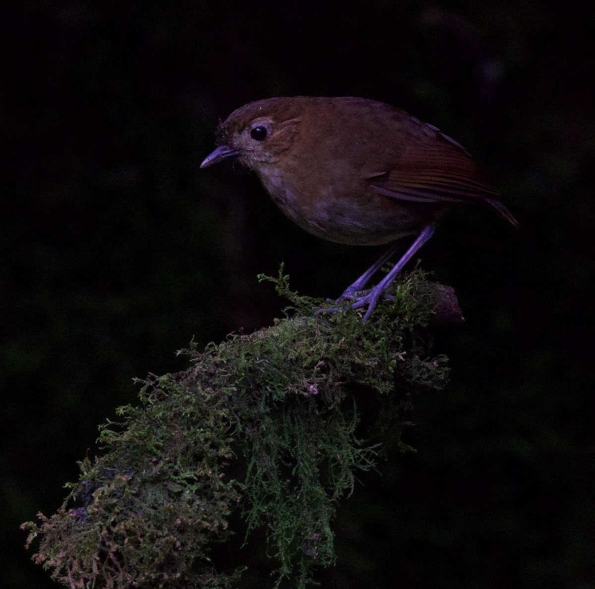 umbramaurpitta - ML617071087