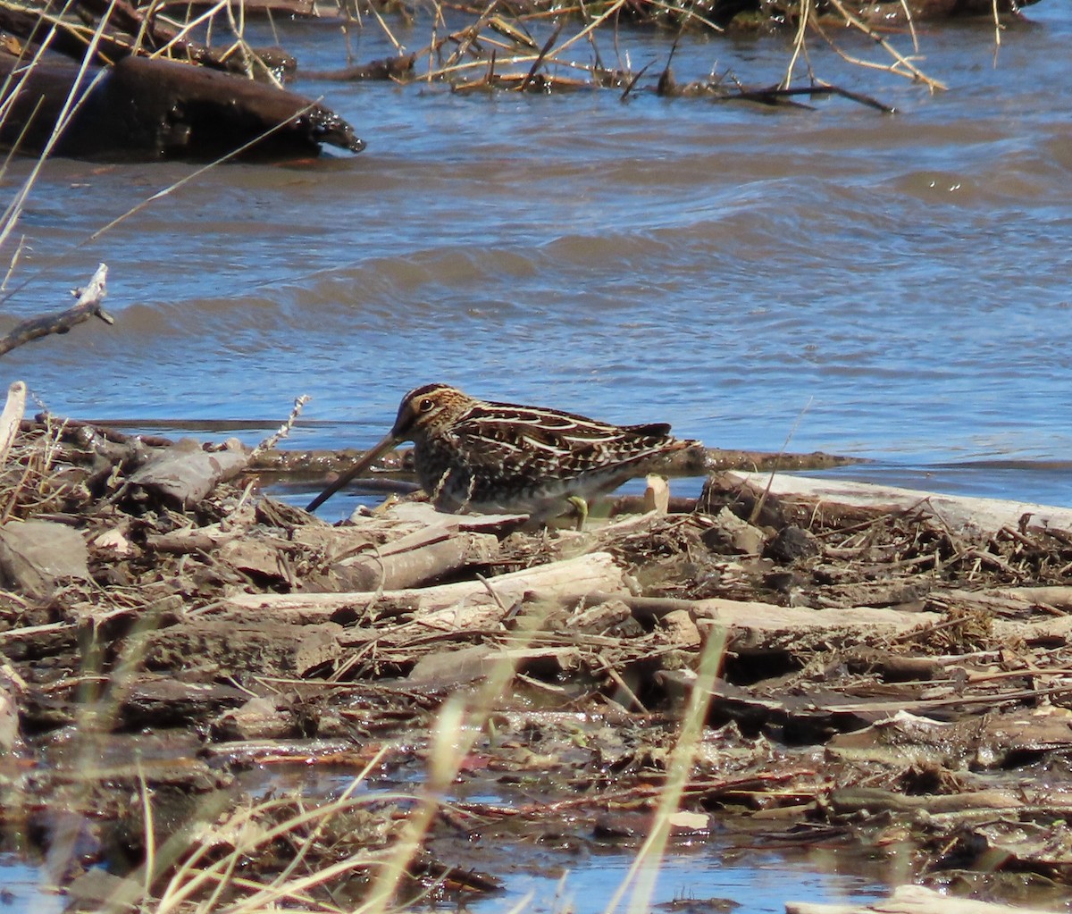 Wilson's Snipe - Amy Fredrickson