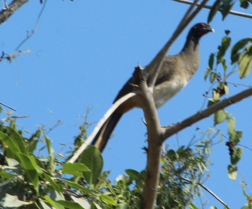 West Mexican Chachalaca - juventino chavez