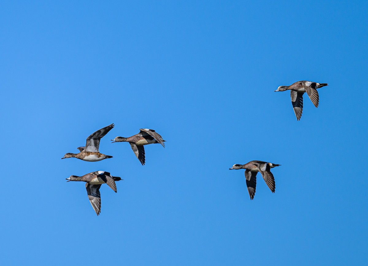 American Wigeon - ML617071191