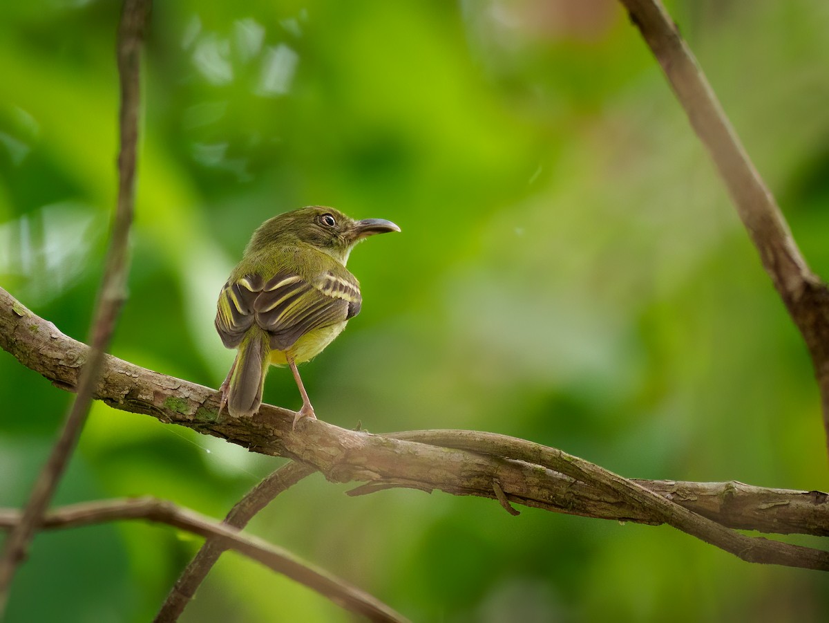 Southern Bentbill - Michele Kelly