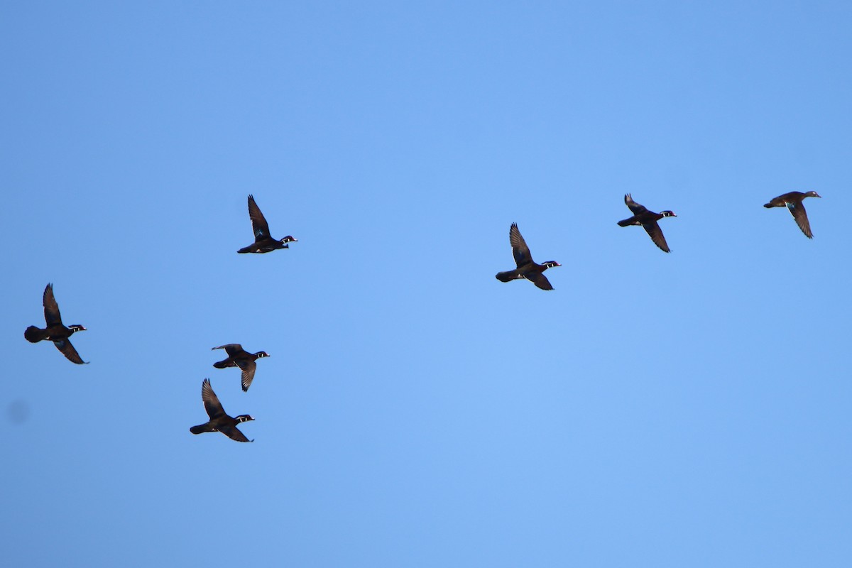 Wood Duck - ML617071205