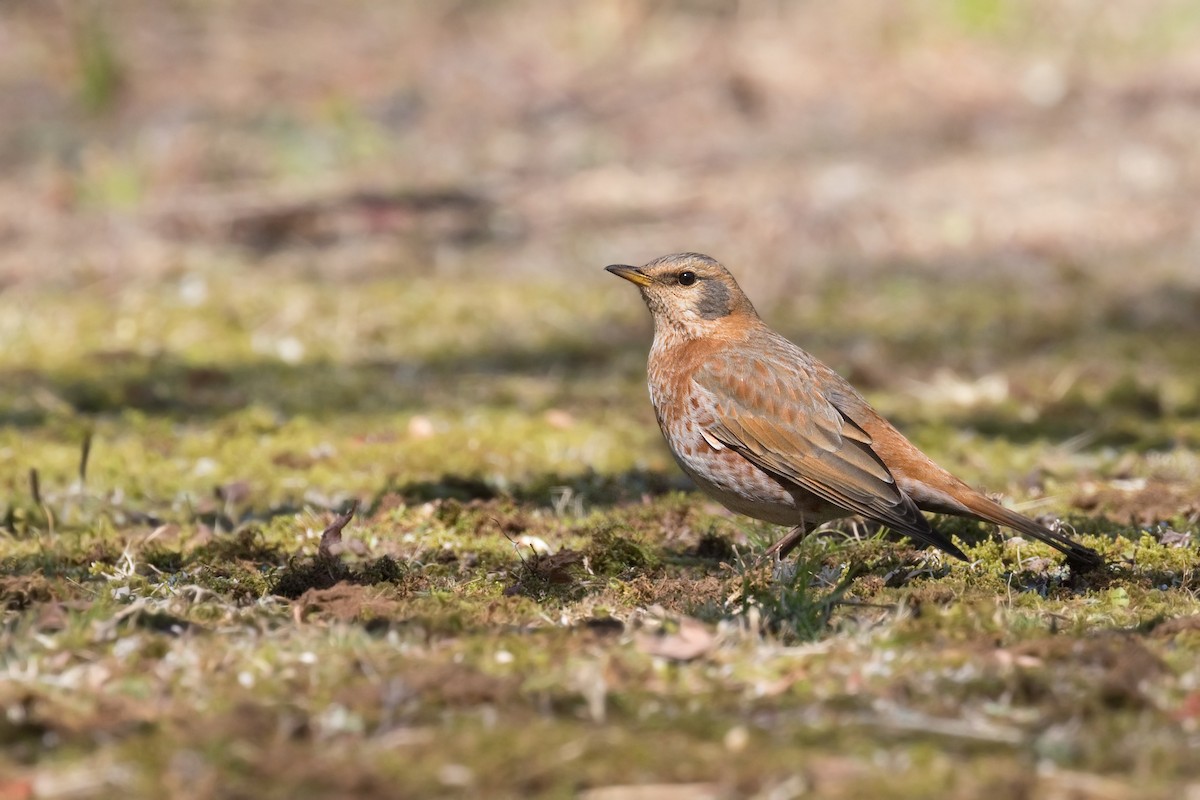 Naumann's Thrush - ML617071283
