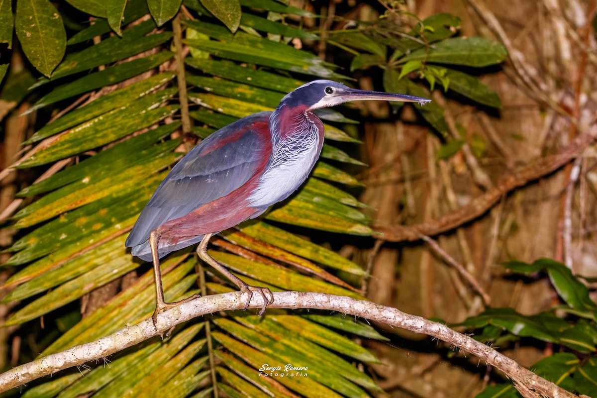 Agami Heron - ML617071289