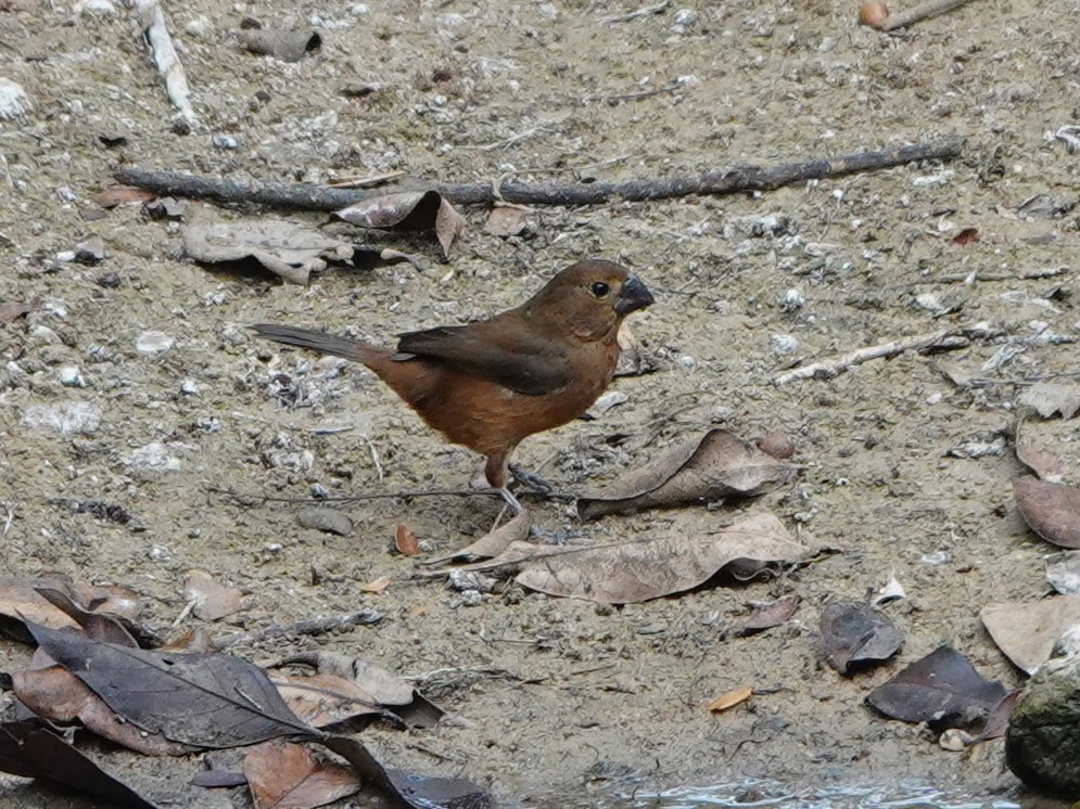 Thick-billed Seed-Finch - ML617071367