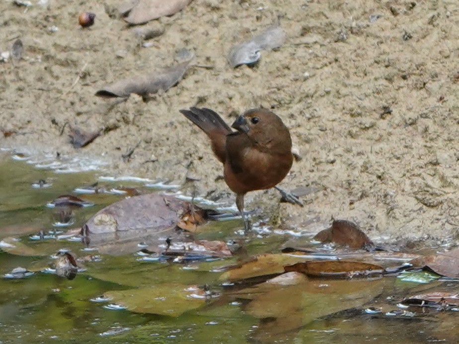 Thick-billed Seed-Finch - ML617071368
