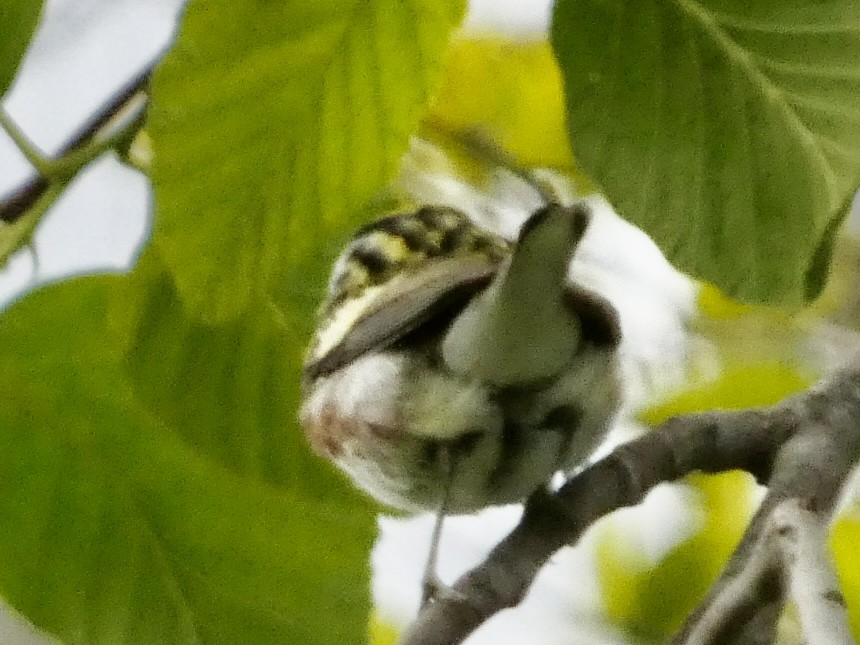 Chestnut-sided Warbler - ML617071373