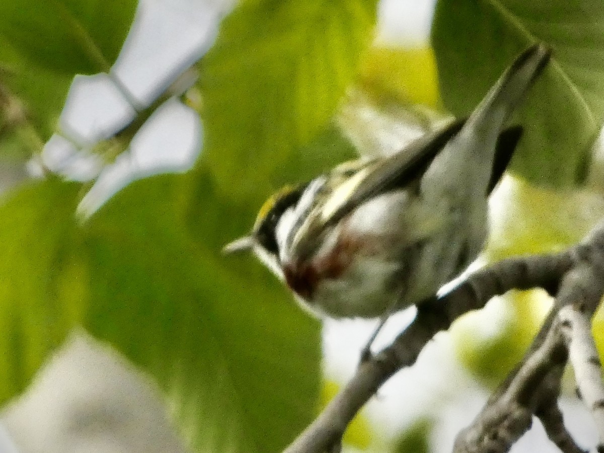 Chestnut-sided Warbler - ML617071374