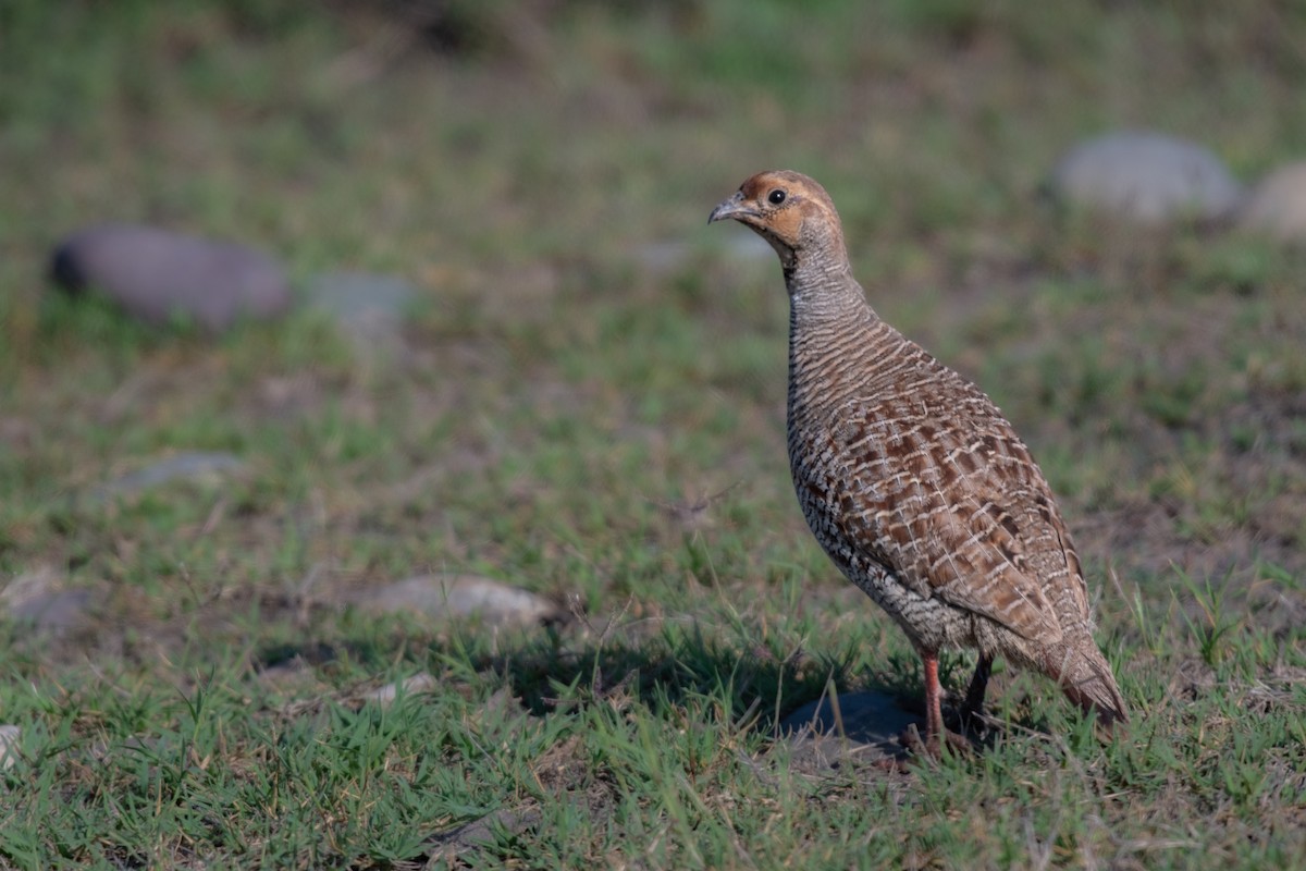 Gray Francolin - ML617071411