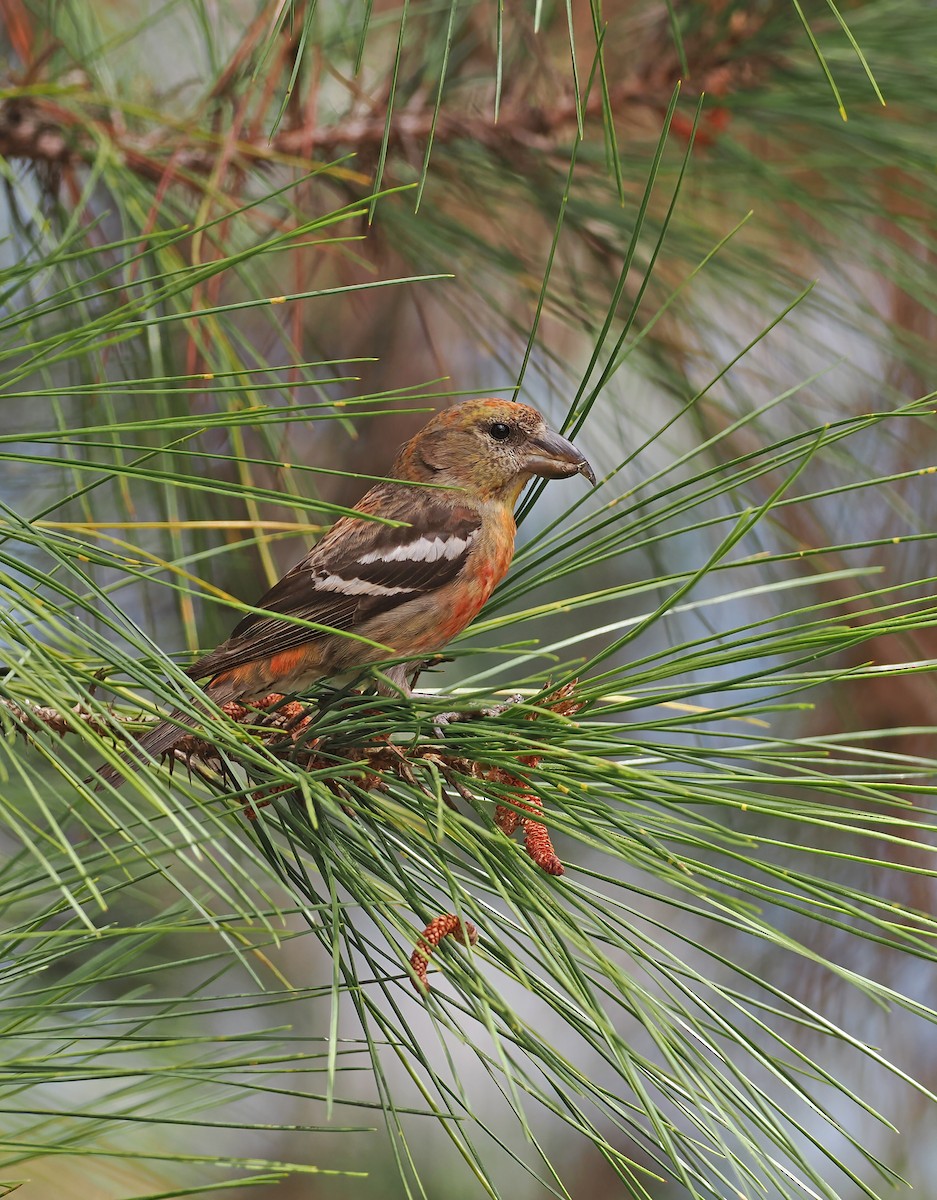 Hispaniolan Crossbill - ML617071438