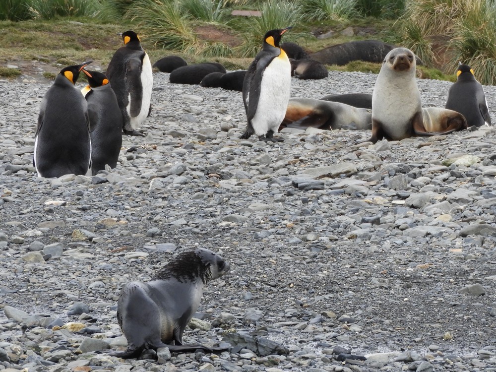 King Penguin - ML617071453