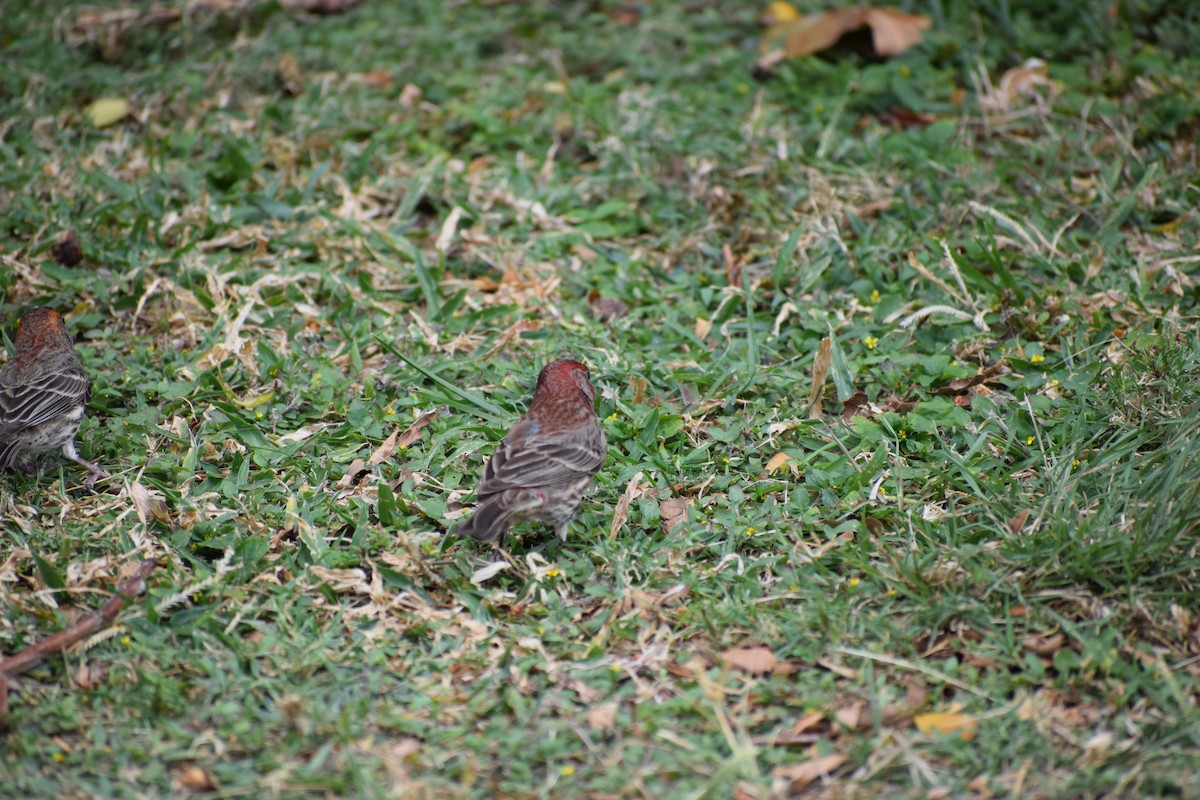 House Finch - ML617071457