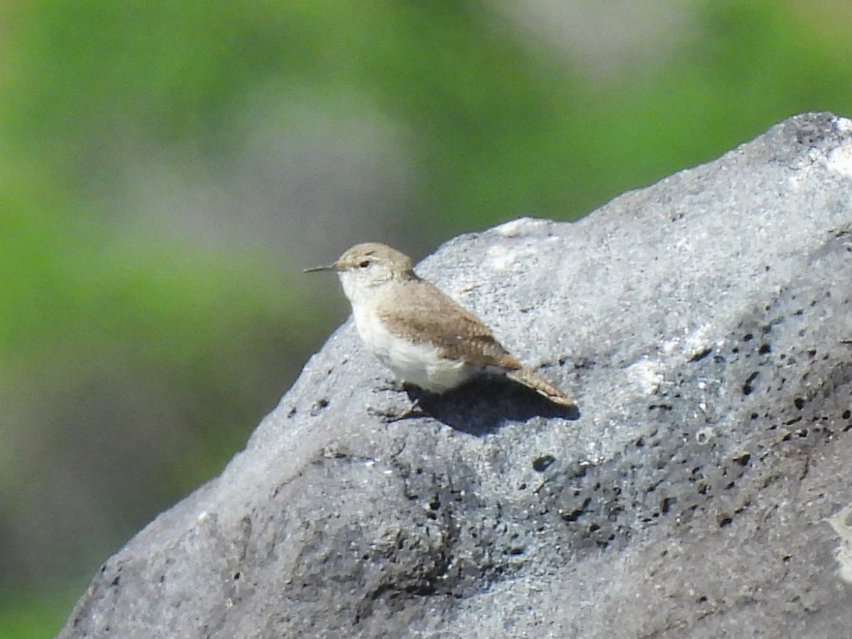 Rock Wren - Ron Youngs