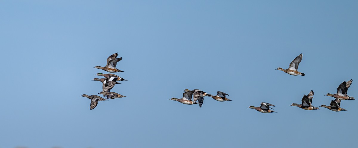 American Wigeon - ML617071470