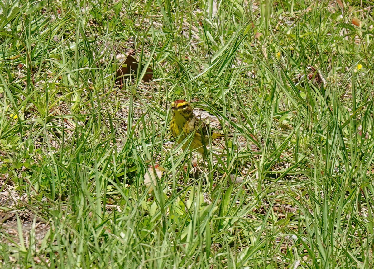 Palm Warbler (Yellow) - ML617071477