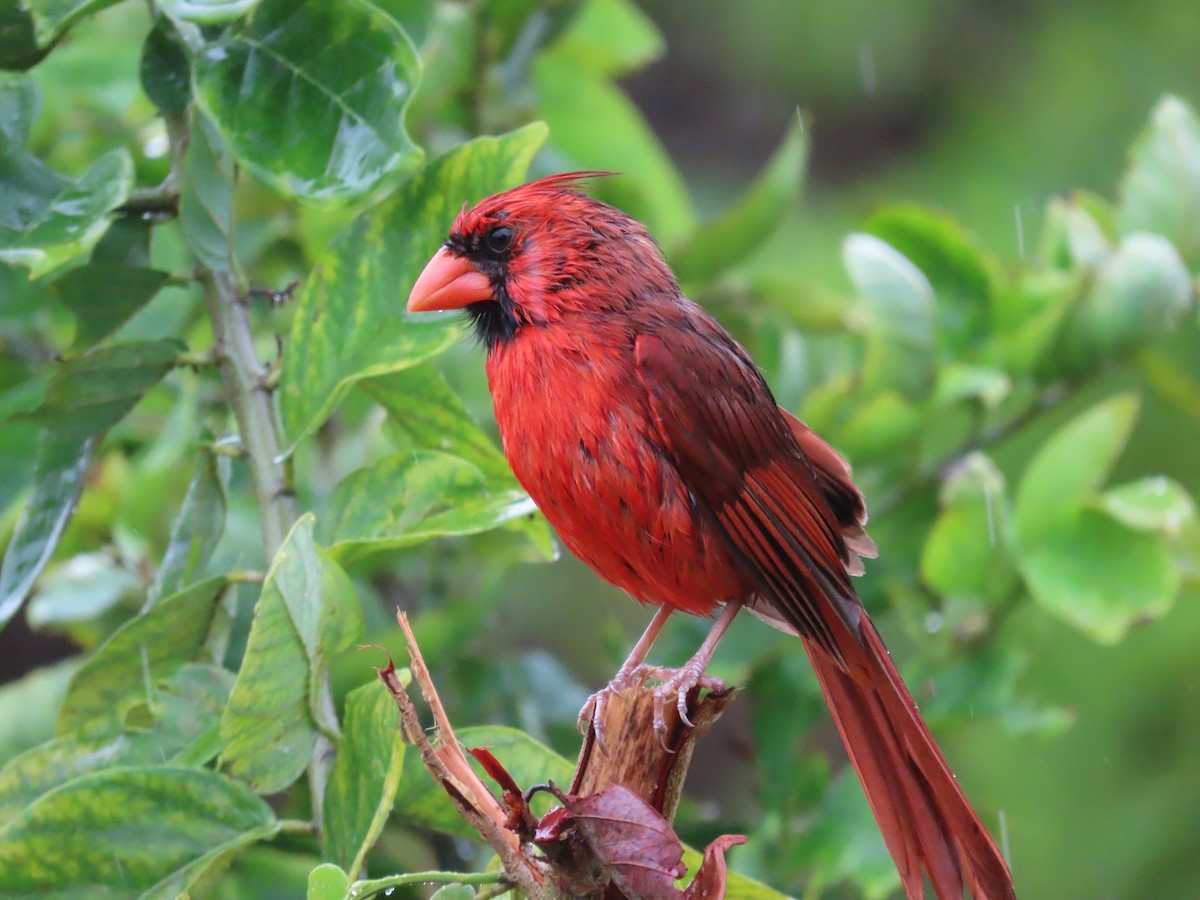 Northern Cardinal - Amy Fredrickson