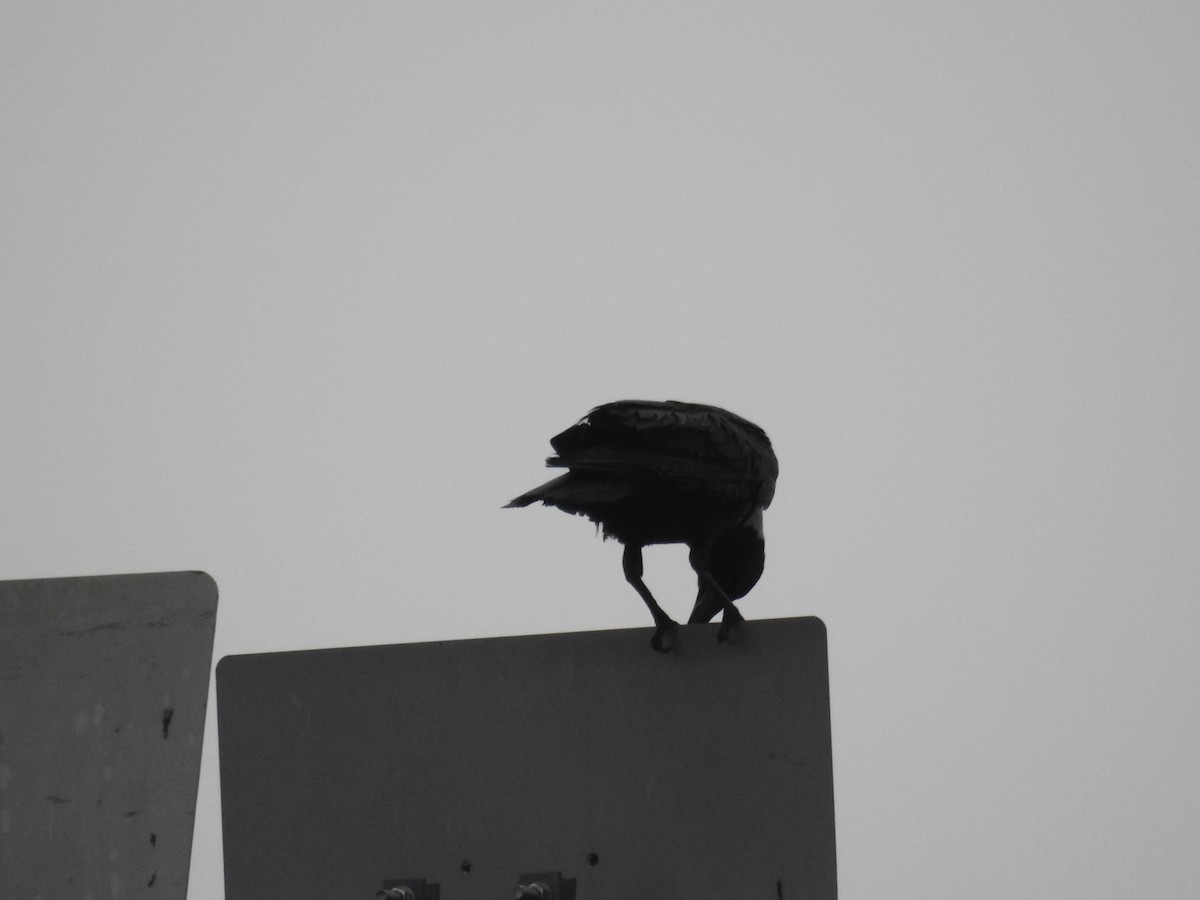 Collared Crow - 品諭 陳