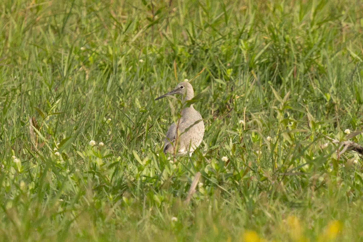 Коловодник американський (підвид inornata) - ML617071515