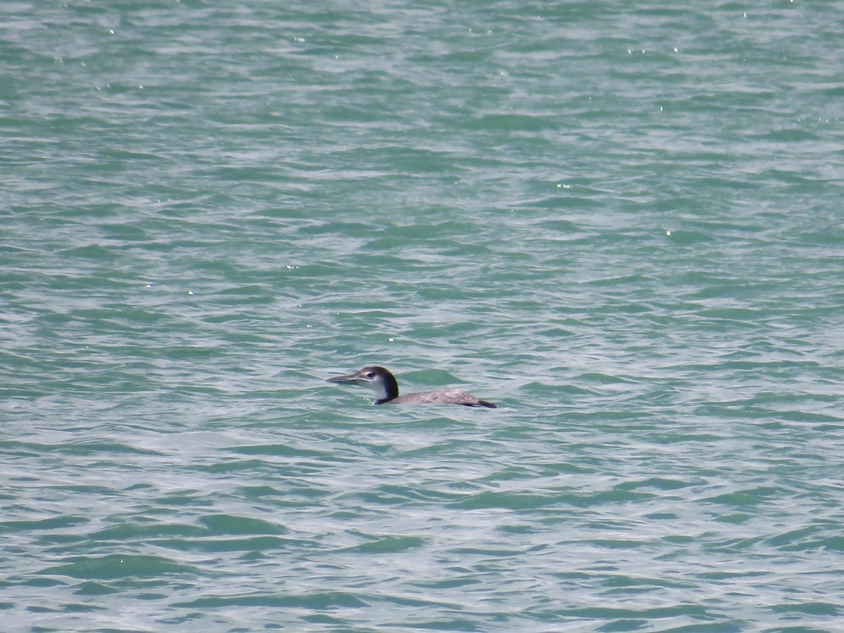 Common Loon - George Waaler