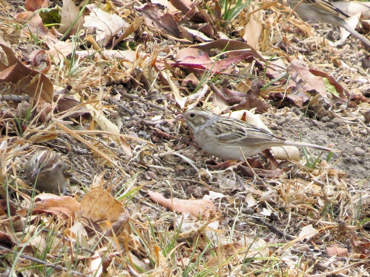 Clay-colored Sparrow - ML617071553