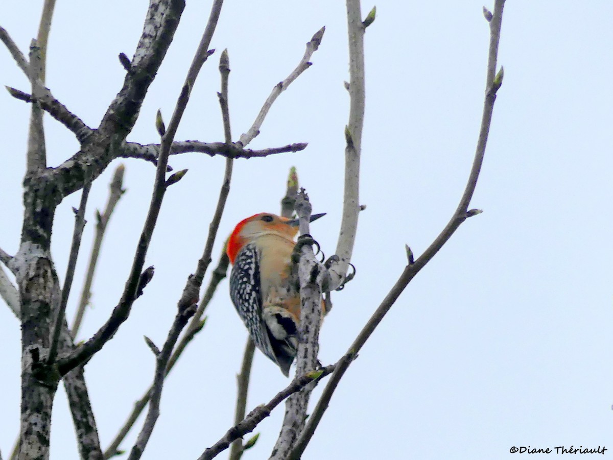 Red-bellied Woodpecker - ML617071633