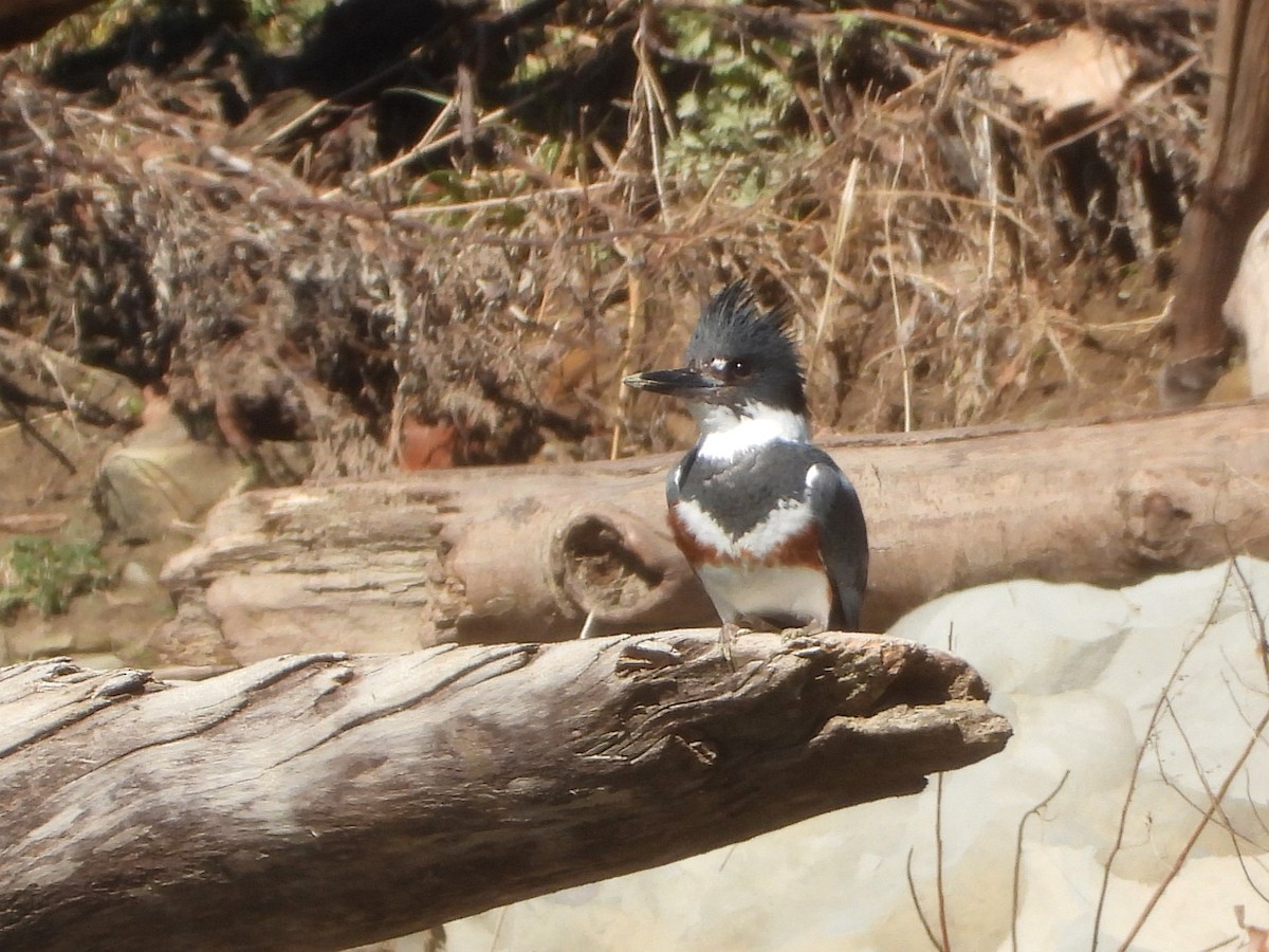 Belted Kingfisher - ML617071720