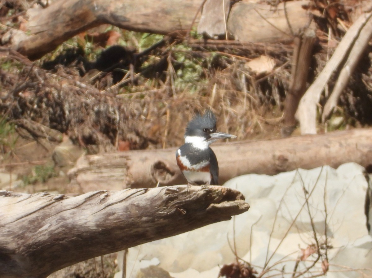 Belted Kingfisher - ML617071721
