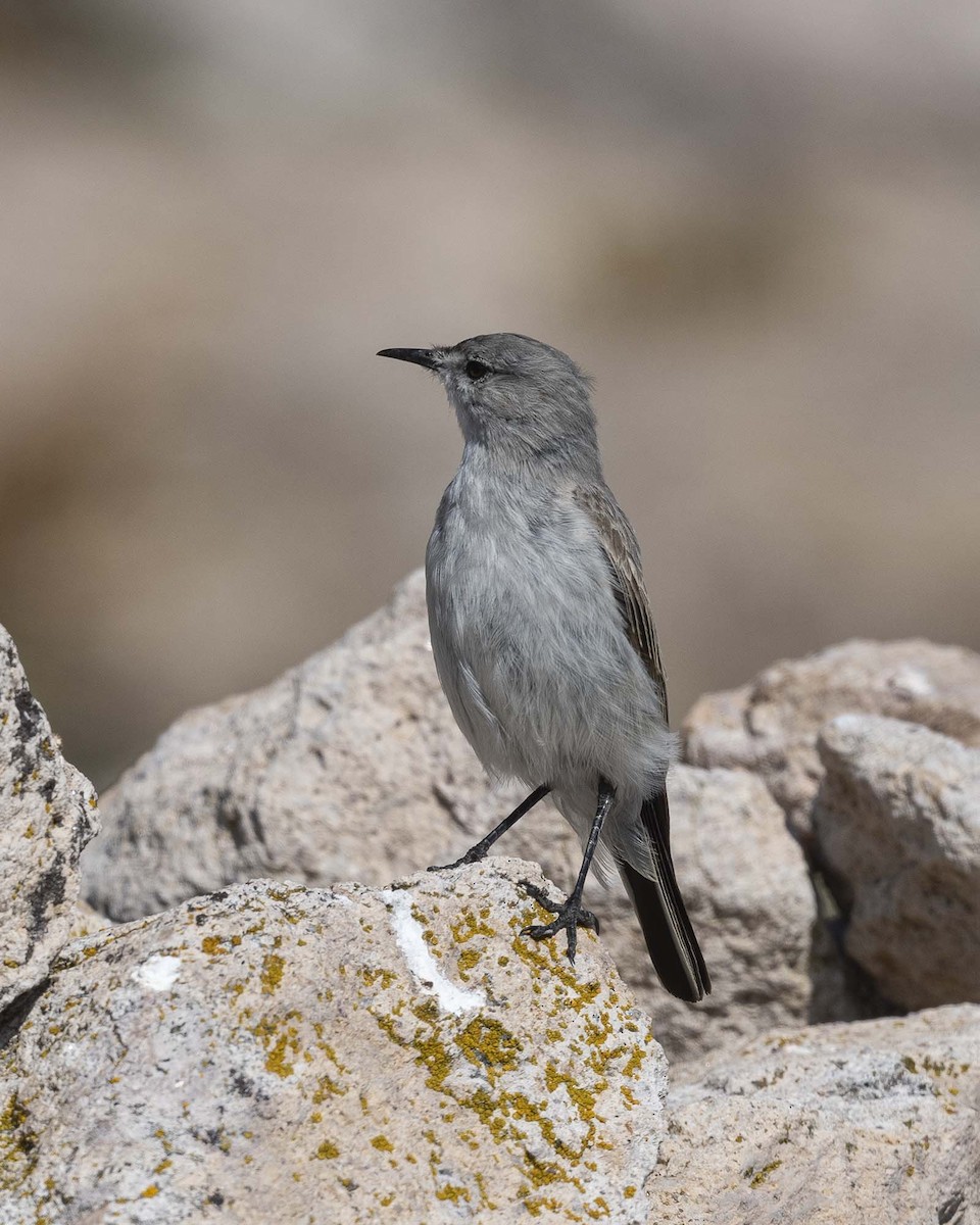 Black-fronted Ground-Tyrant - ML617071731