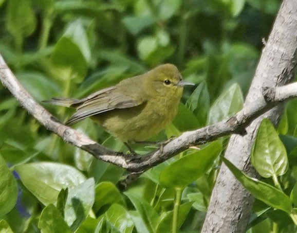 Orange-crowned Warbler - ML617071752