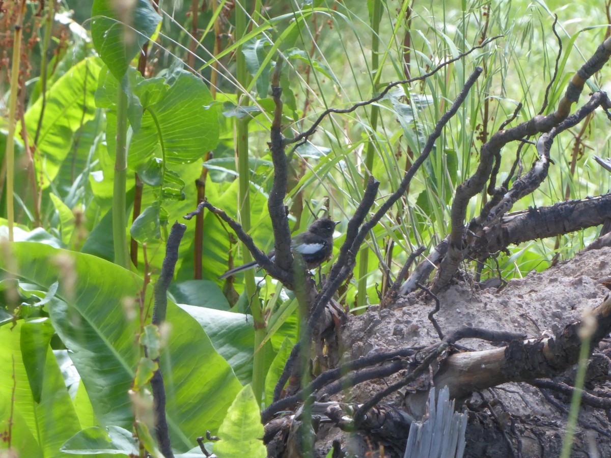 Painted Redstart - Ann Kovich