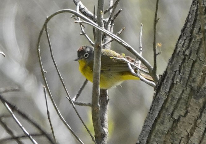 Nashville Warbler - ML617071766