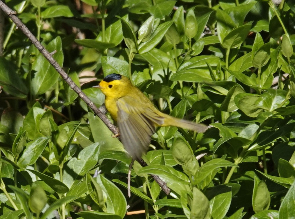 Wilson's Warbler - ML617071779