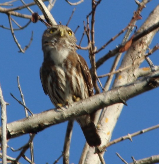 Ferruginous Pygmy-Owl - juventino chavez