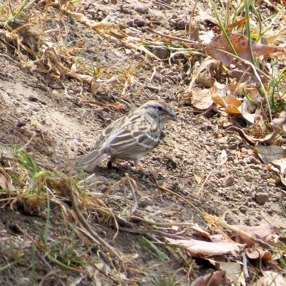 Chipping Sparrow - ML617071789