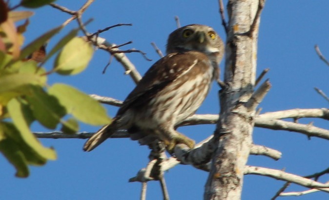 Ferruginous Pygmy-Owl - juventino chavez