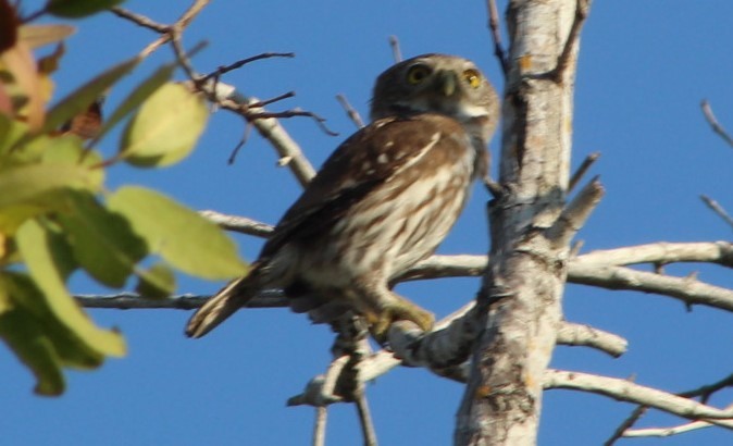 Ferruginous Pygmy-Owl - ML617071803