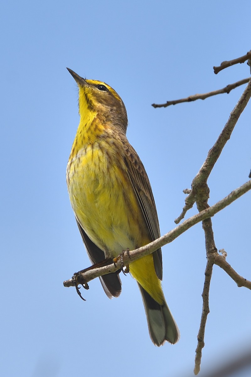 Palm Warbler - ML617071817