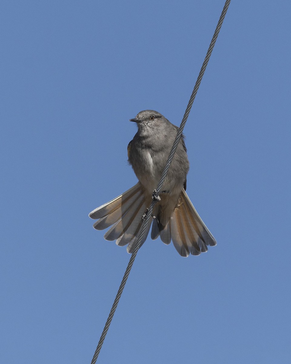 Rufous-webbed Bush-Tyrant - ML617071851