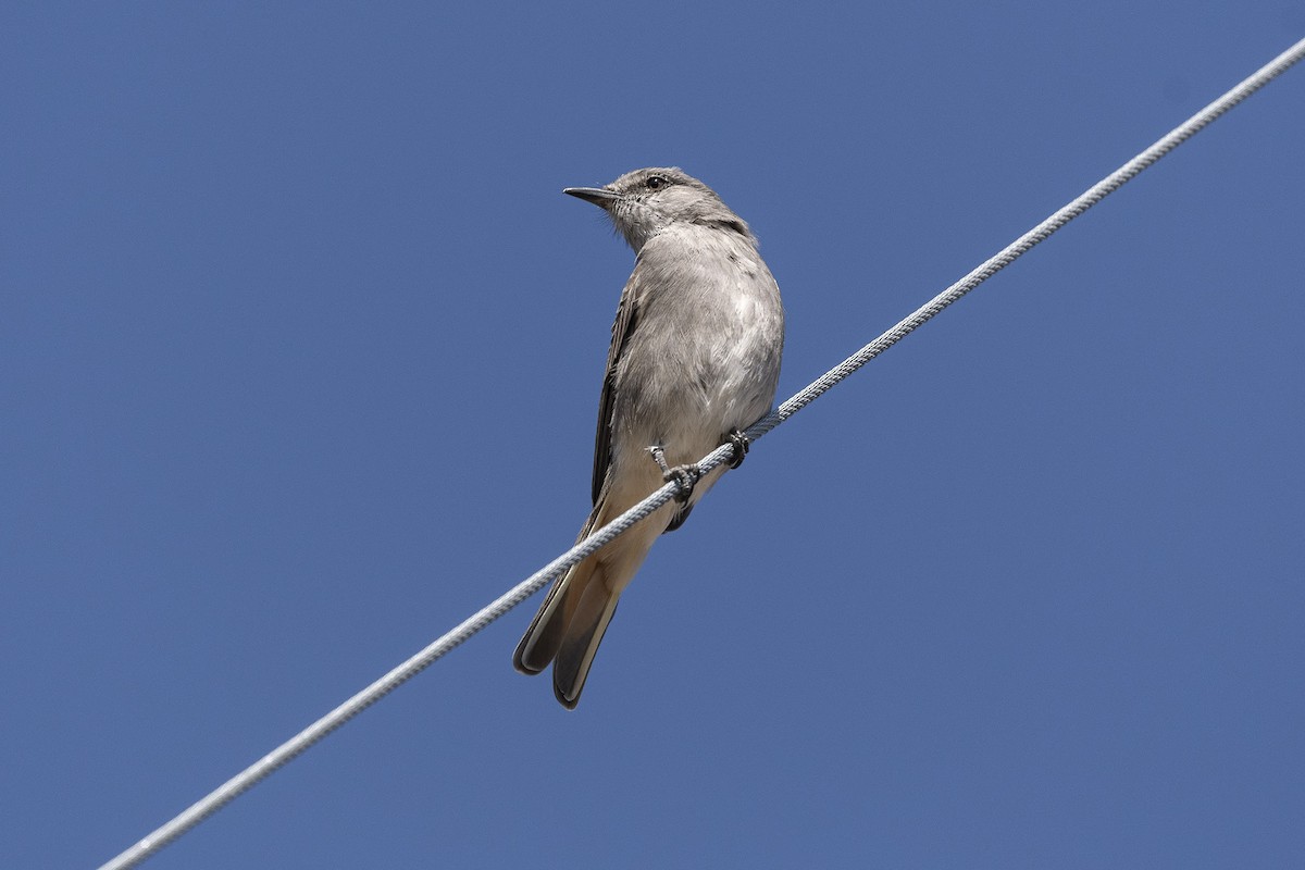 Rufous-webbed Bush-Tyrant - ML617071860