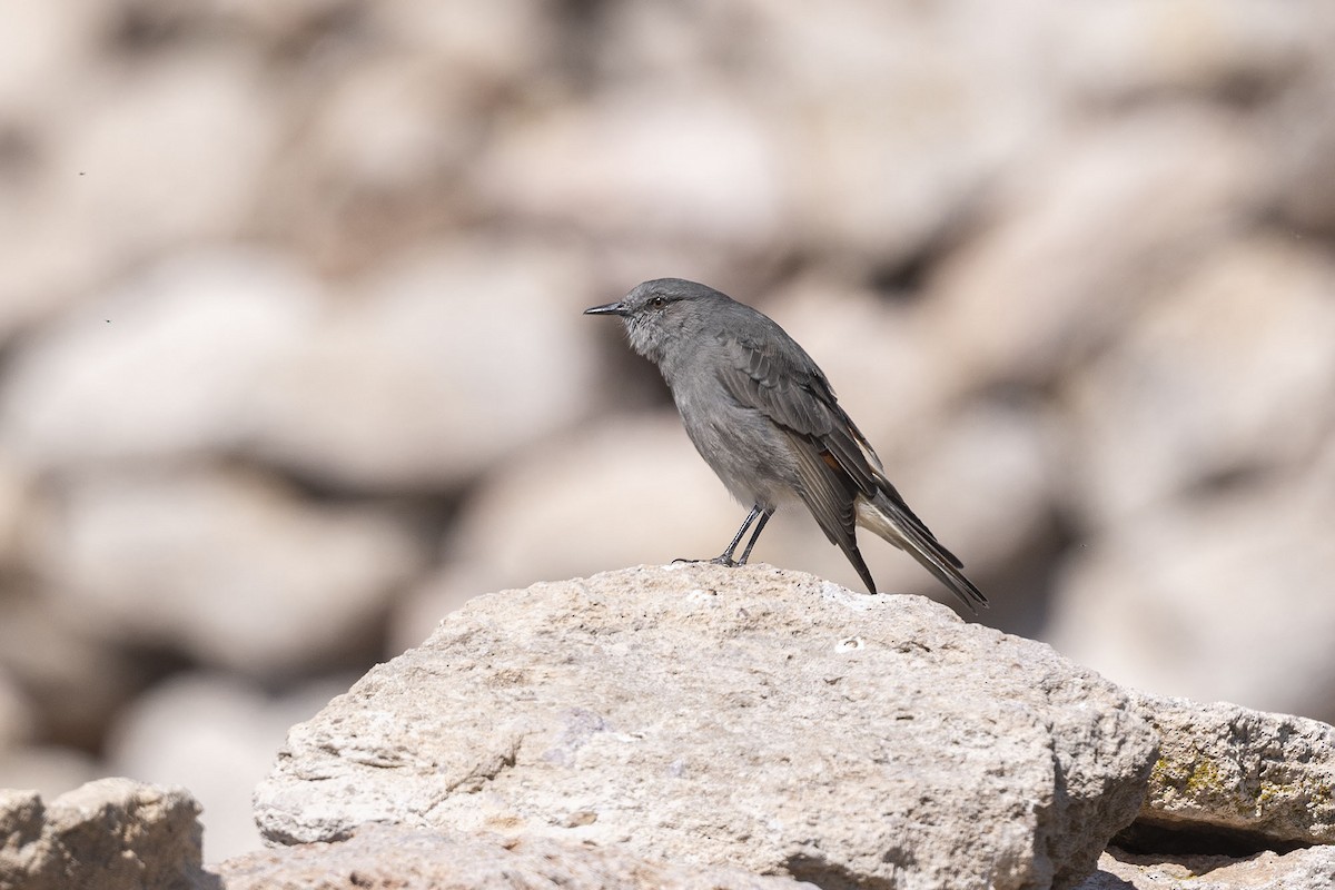 Rufous-webbed Bush-Tyrant - VERONICA ARAYA GARCIA