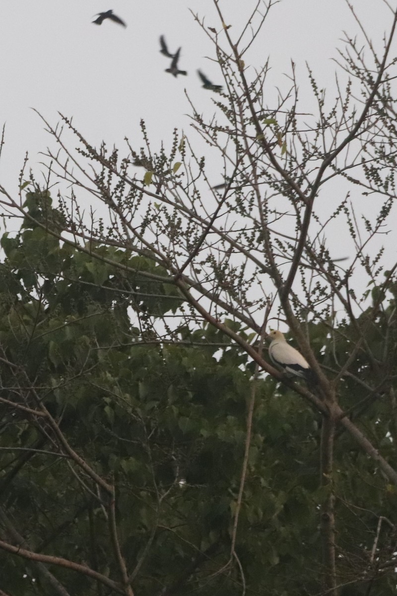 Pied Imperial-Pigeon - ML617071870