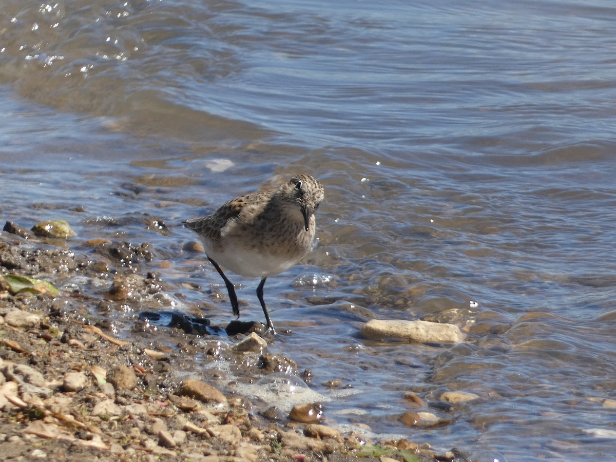 Baird's Sandpiper - ML617071873