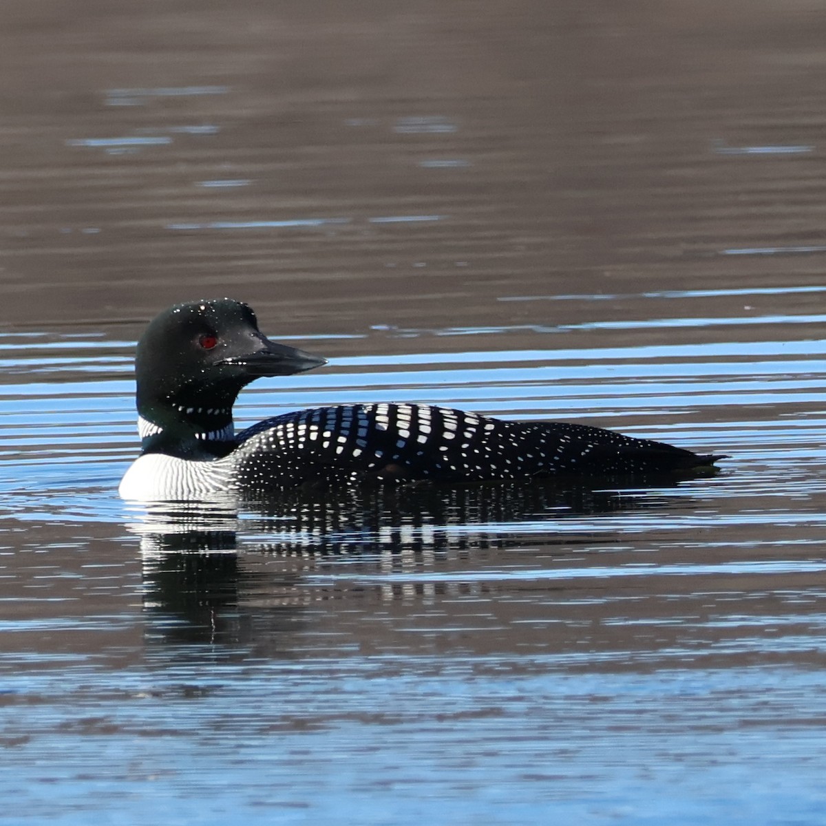 Common Loon - Nathan Stimson
