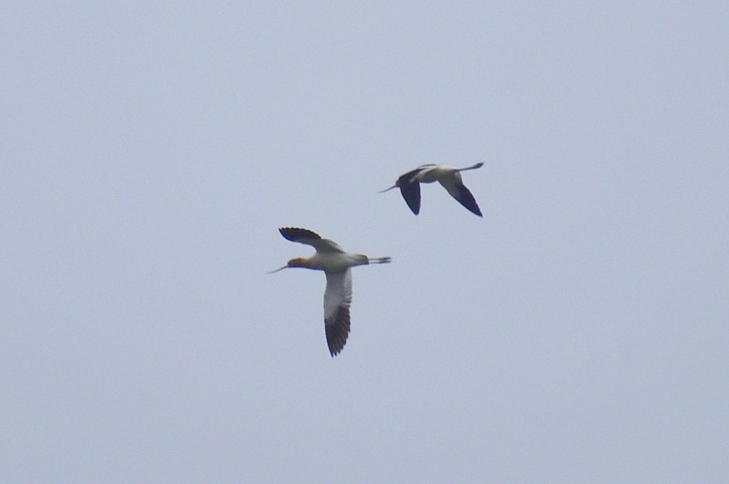 American Avocet - ML617071880