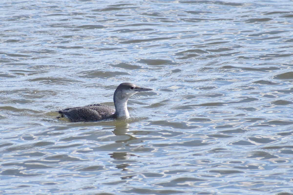 Red-throated Loon - ML617071924