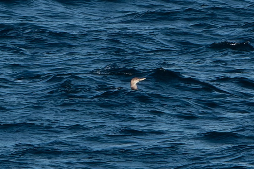 Yellow-billed Loon - David Kidwell